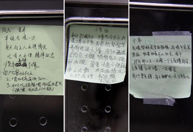 幸好有你，喵星人、汪星人的临时“奶爸”
