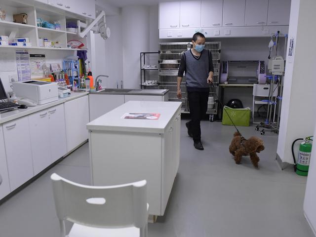 幸好有你，喵星人、汪星人的临时“奶爸”