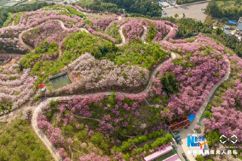 【“飞阅”中国】福建清流：又到一年?；?赏心悦目百事兴