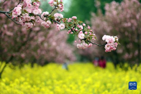 石家庄：?；ㄕ婪派痛汗?/></p>
<p>　　4月14日，游客在石家庄市正定县?；ㄐ≌蛴瓮?。</p>
<p>　　近日，河北省正定县樱花小镇景区种植的3800亩?；叫胧⒒ㄆ冢慰颓袄从瓮婀凵?。</p>
<p>　　该景区位于新安镇吴兴村，近年来，当地围绕?；ㄊ魈厣种埠拖缤练缜榻ㄉ柘执┮敌菹性扒?，推进农旅融合，促进农村特色产业发展，助力乡村振兴。</p>
<p>　　新华社记者 骆学峰 摄</p><!--/enpcontent--><!--/enpcontent-->
      </div>
    </div>
    <div   class=
