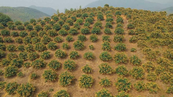 【“飞阅”中国】吃过芒果的你，见过漫山遍野的芒果花吗？